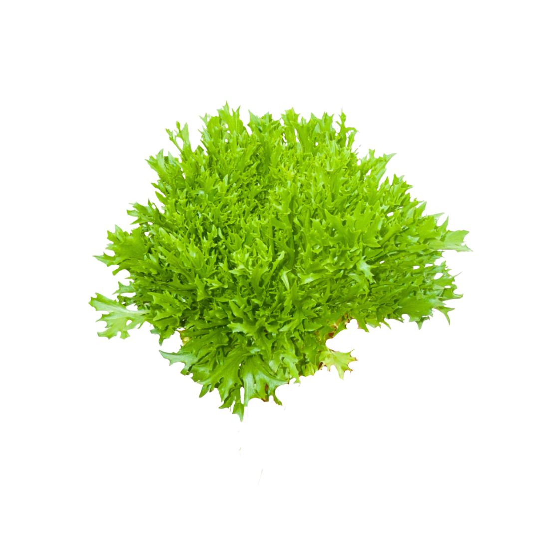 More Veggies Please Salanova Lettuce 180g More Veggies Please Salanova Lettuce 180g
